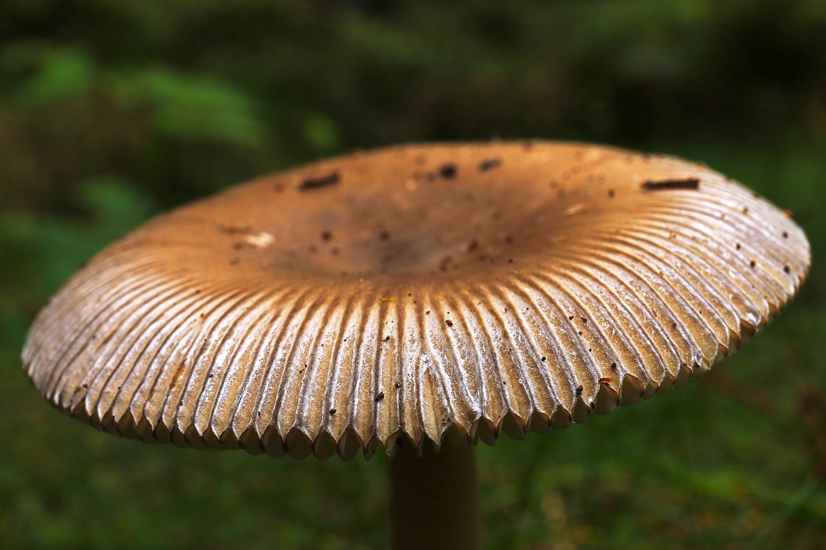 A Mushrooms Fingerprint.