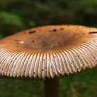 A Mushrooms Fingerprint.