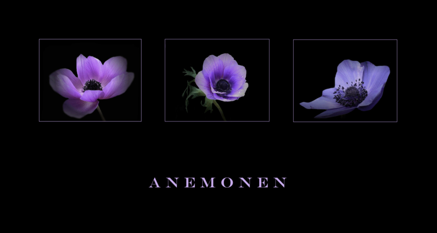 ...A n e m o n e n...