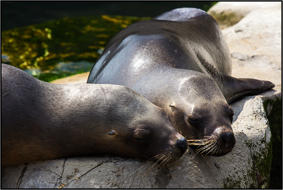 a nap together