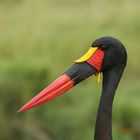 A national dressed Stork