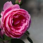 A natural rose