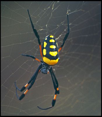 A ne pas mettre dans toutes les mains...