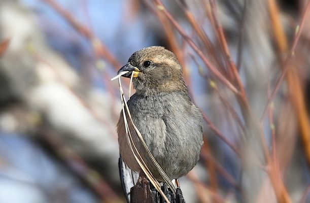 a nest builder pauses ...