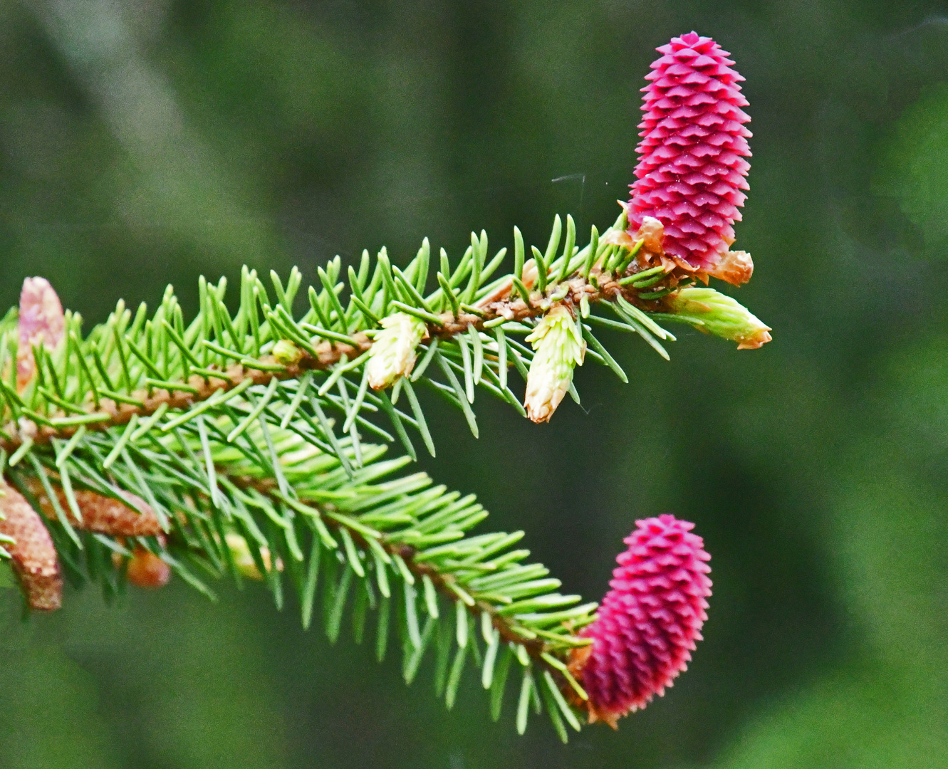 A new cones