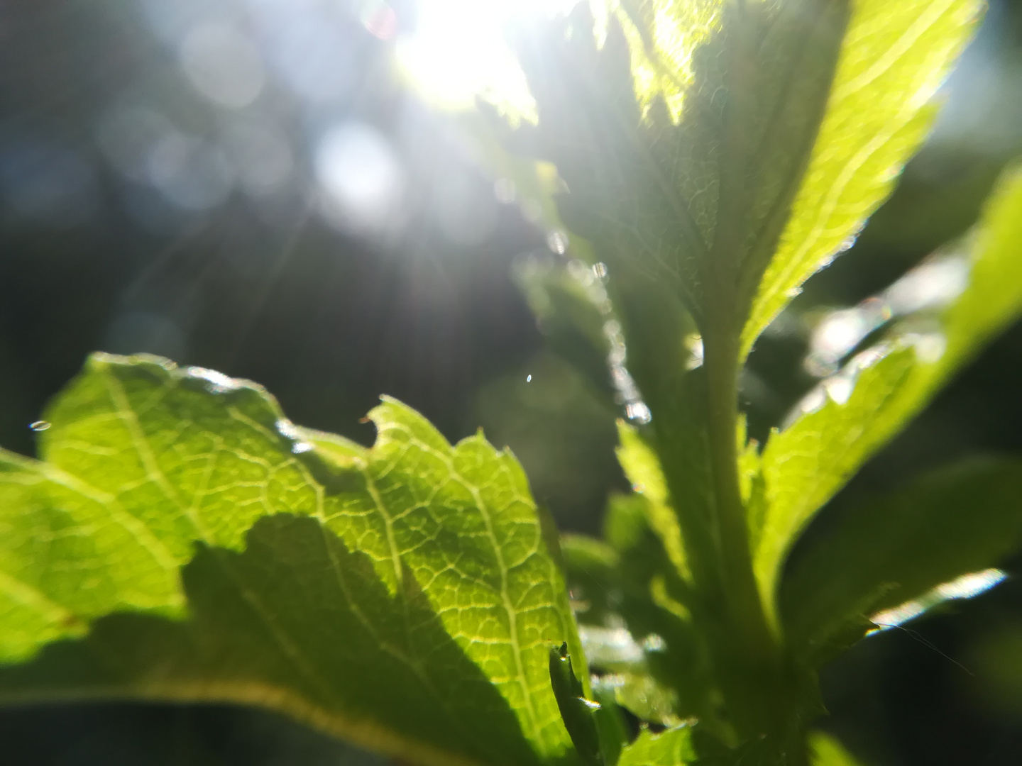 A nice closeup of some kind of plant