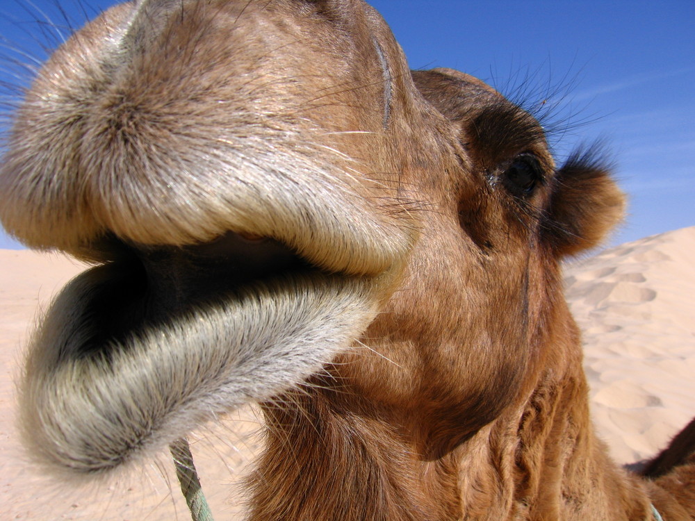 A nice picture of a camel