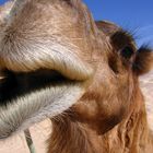 A nice picture of a camel