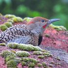 A Northern Flicker