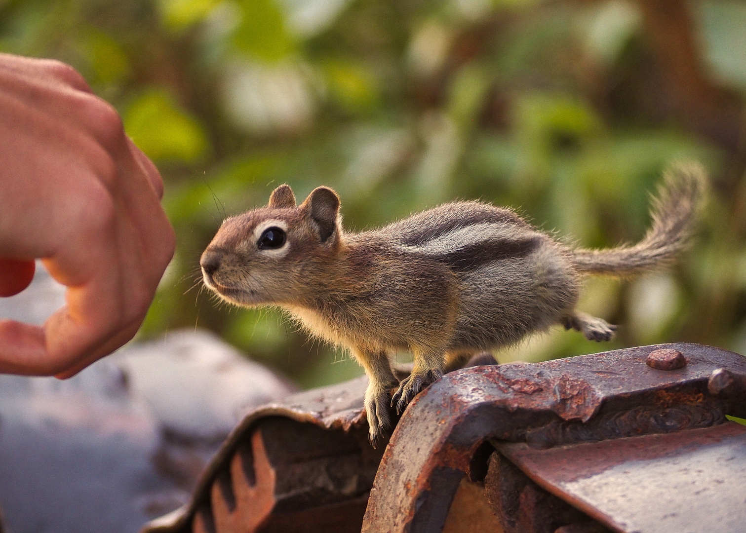 A nosy Chipmunk