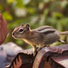 A nosy Chipmunk