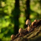 A Not So Bright Guy --- Mycena sp.