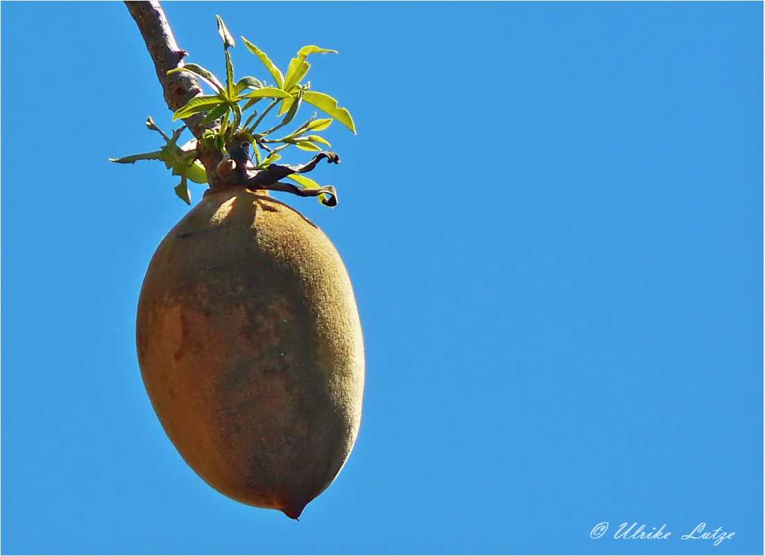 **  A Nutcase of the Boab Tree **