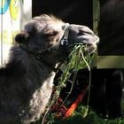 User Profile Photo