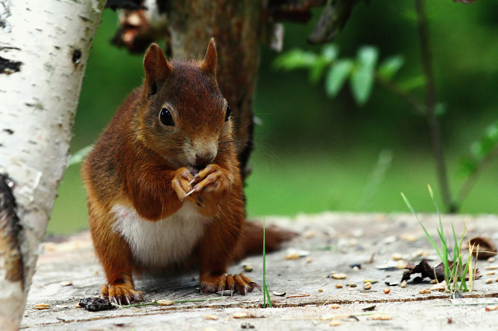 A oder B Hörnchen ? Foto & Bild tiere, wildlife, säugetiere Bilder auf