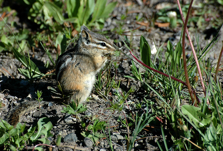 A oder BHörnchen? Foto & Bild north america, united states, national parks Bilder auf