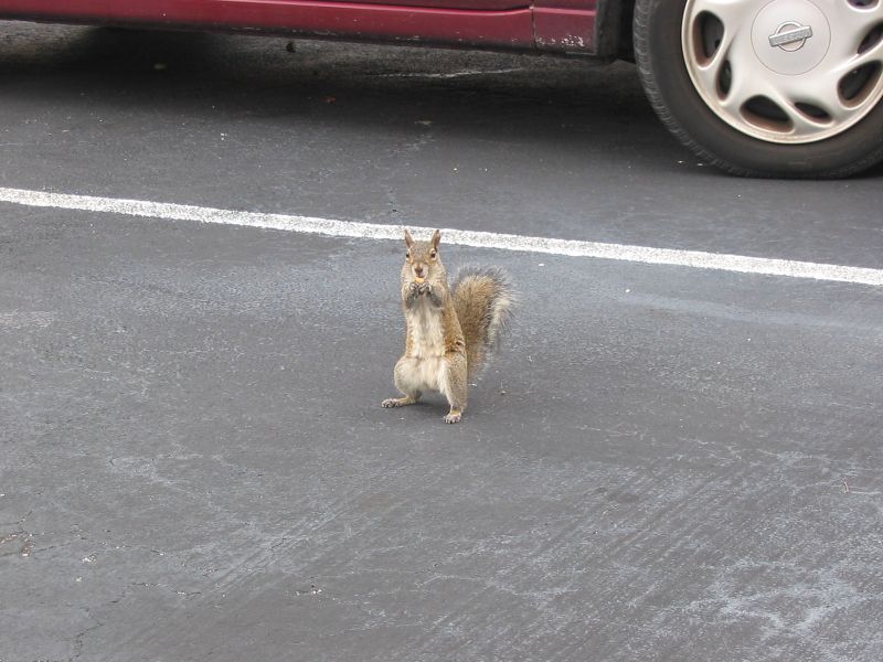 A- oder B-Hörnchen?