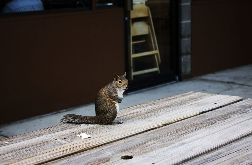 a oder b hörnchen ?