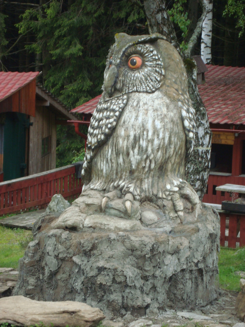 A owl