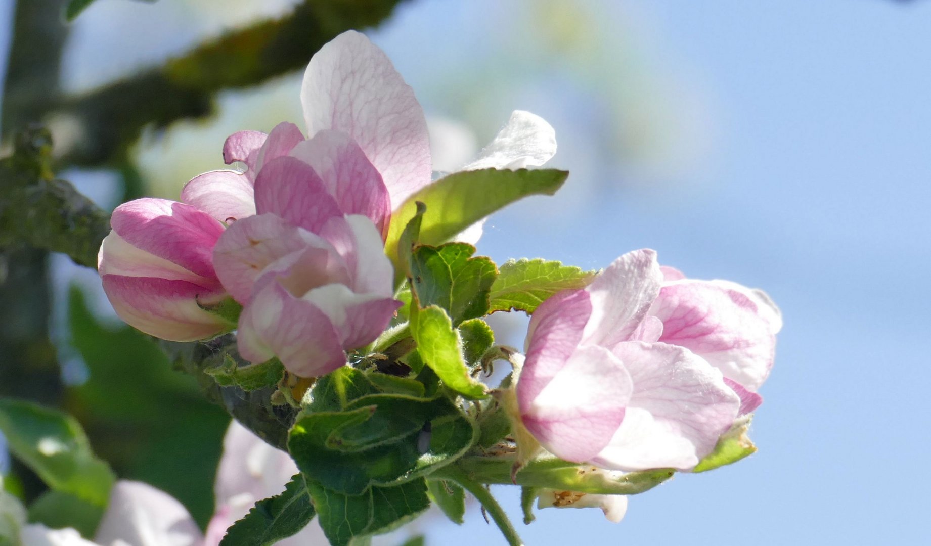 A P F E L B L U T E N Foto Bild Pflanzen Pilze Flechten Baume Jahreszeiten Bilder Auf Fotocommunity