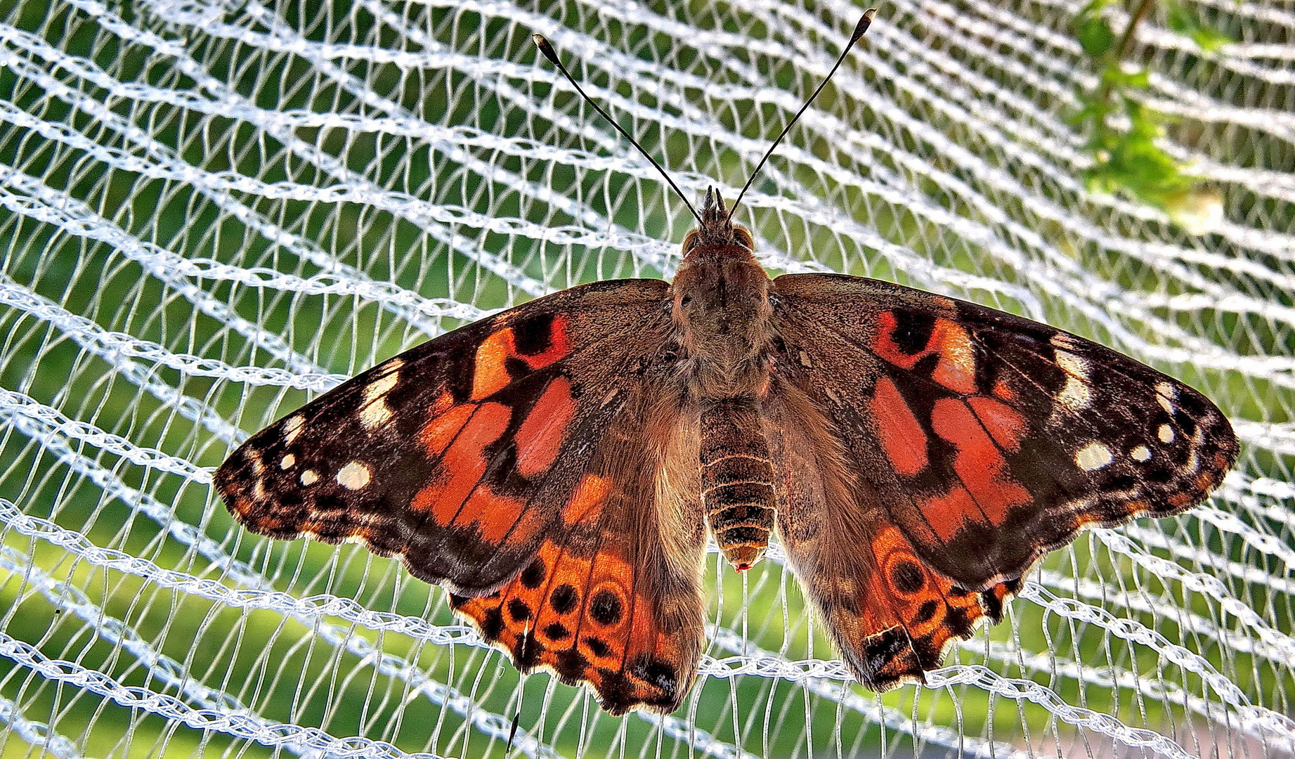 A Painted Lady