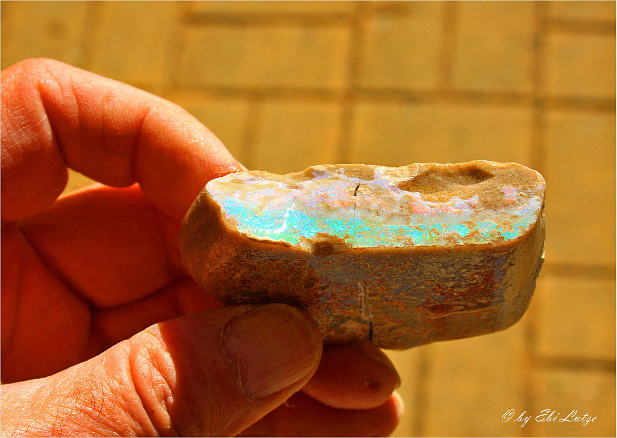 * A painted Lady / Andamooka SA * Foto & Bild australia & oceania