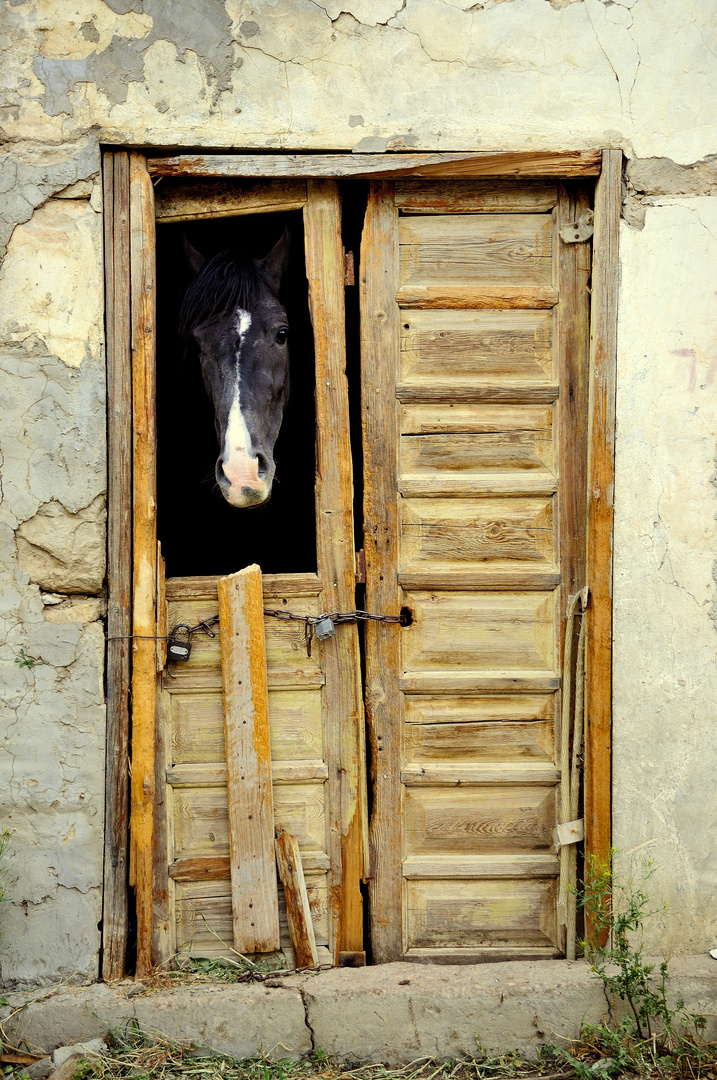 A painting of a Horse