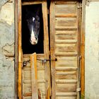 A painting of a Horse