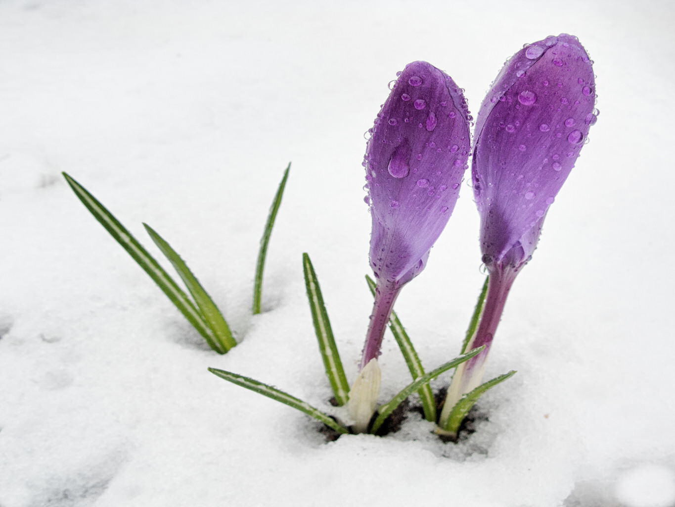 A pair in the cold/ Zu Zweit durch die Kälte