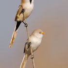 A pair of Bearded Reedling