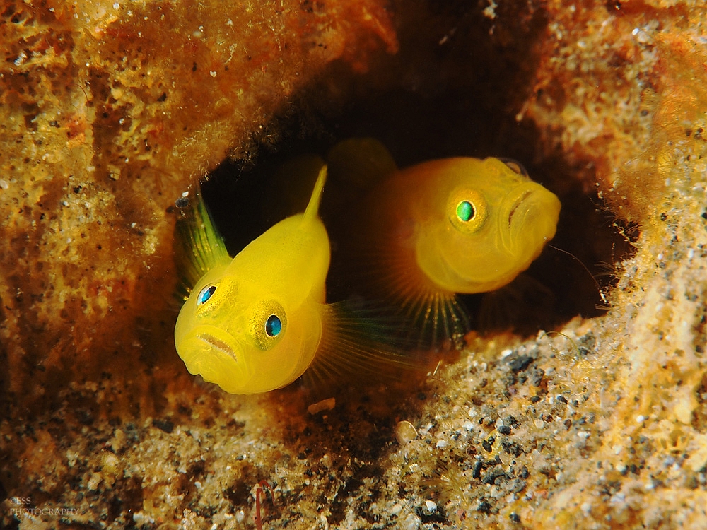 A pair of golden gobi