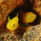 A pair of golden gobi