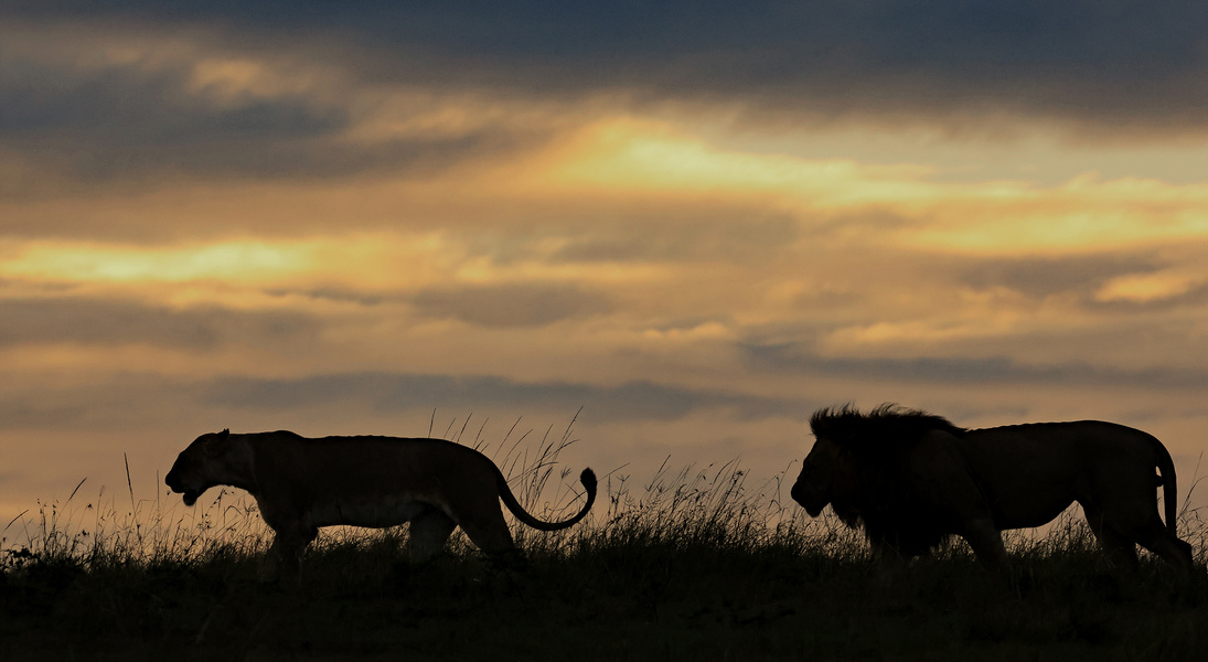 A pair of Lions