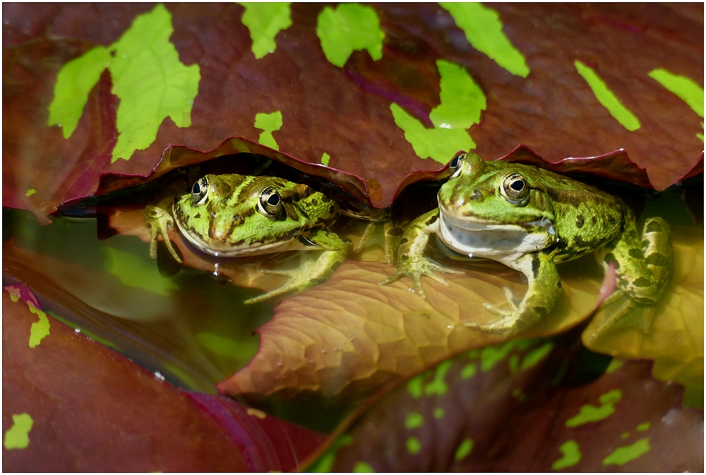 A pair of lovers