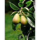 a pair of pears in the garden of Luzie