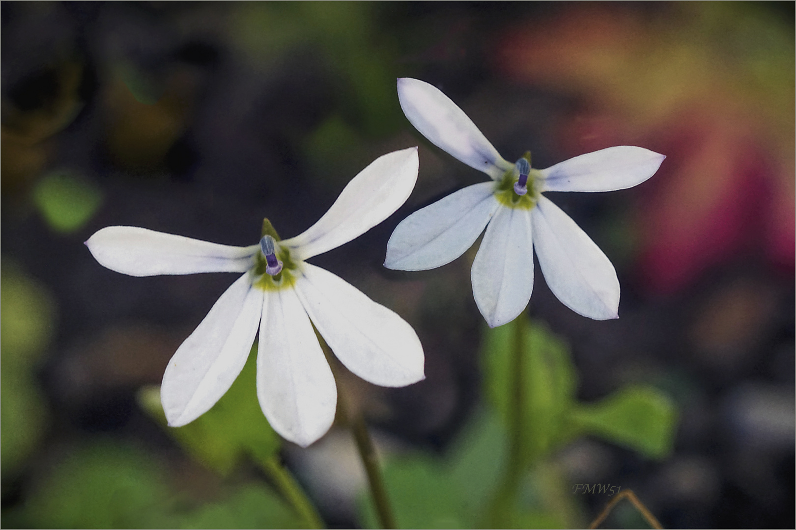 A pair of white lobelia flowers