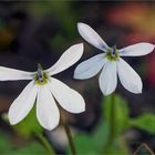 A pair of white lobelia flowers