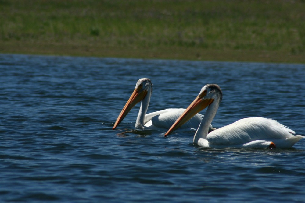 A pair of white pelicans on Lake Davis, CA