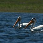 A pair of white pelicans on Lake Davis, CA