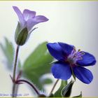 A pair of wild flowers