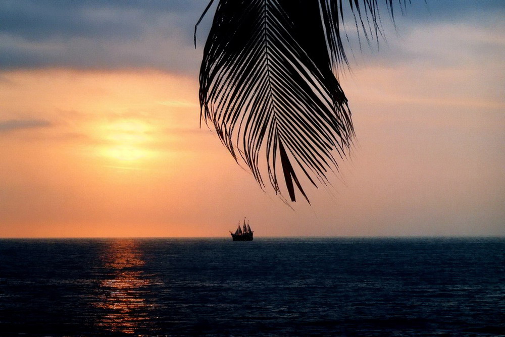 A Palmtree, the Sun and the Marigalante