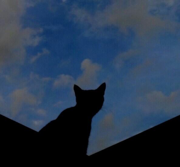 "a Panther at the roof top"