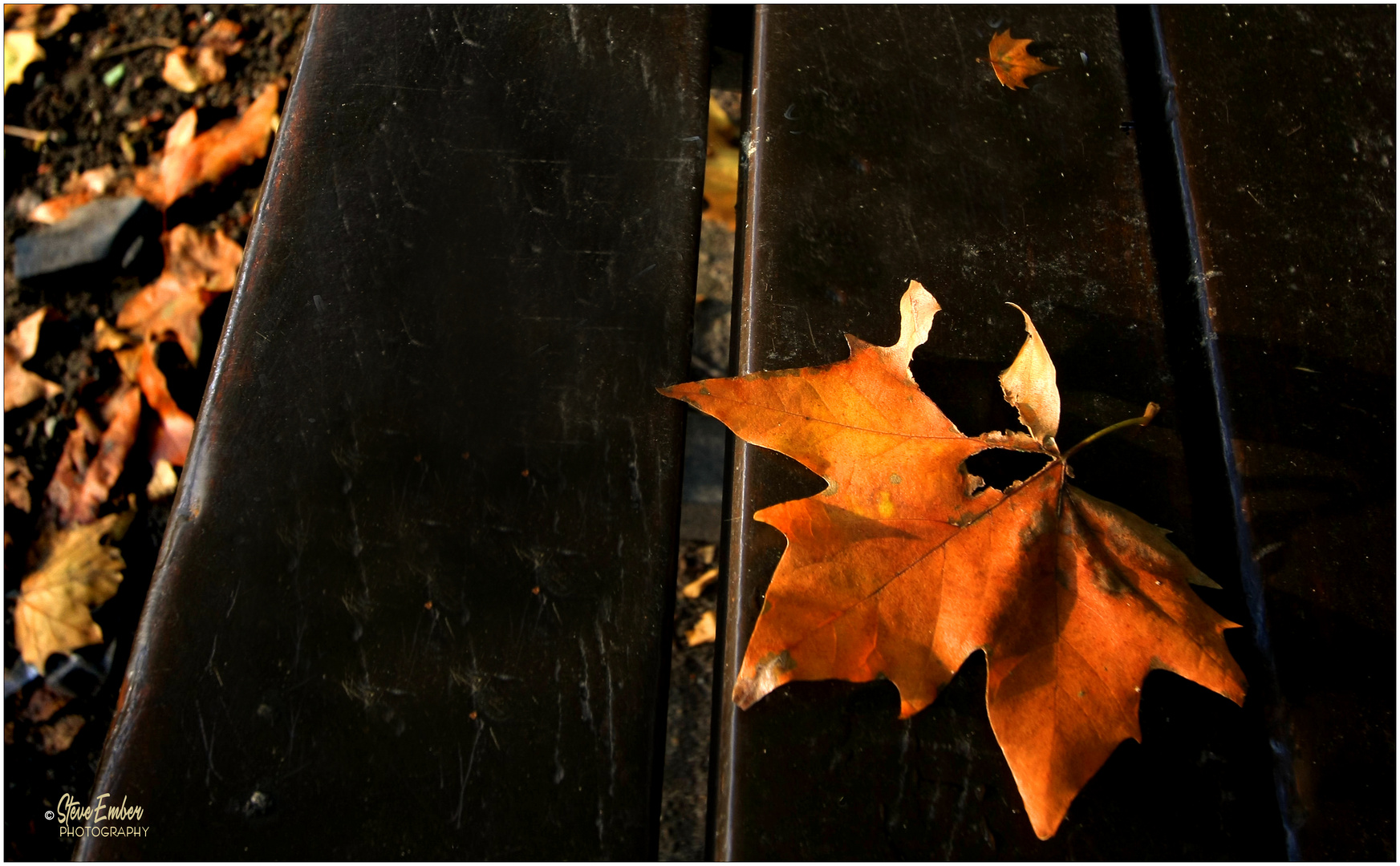 A Park Bench in Autumn