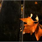 A Park Bench in Autumn