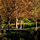 A Park Stroll in Autumn