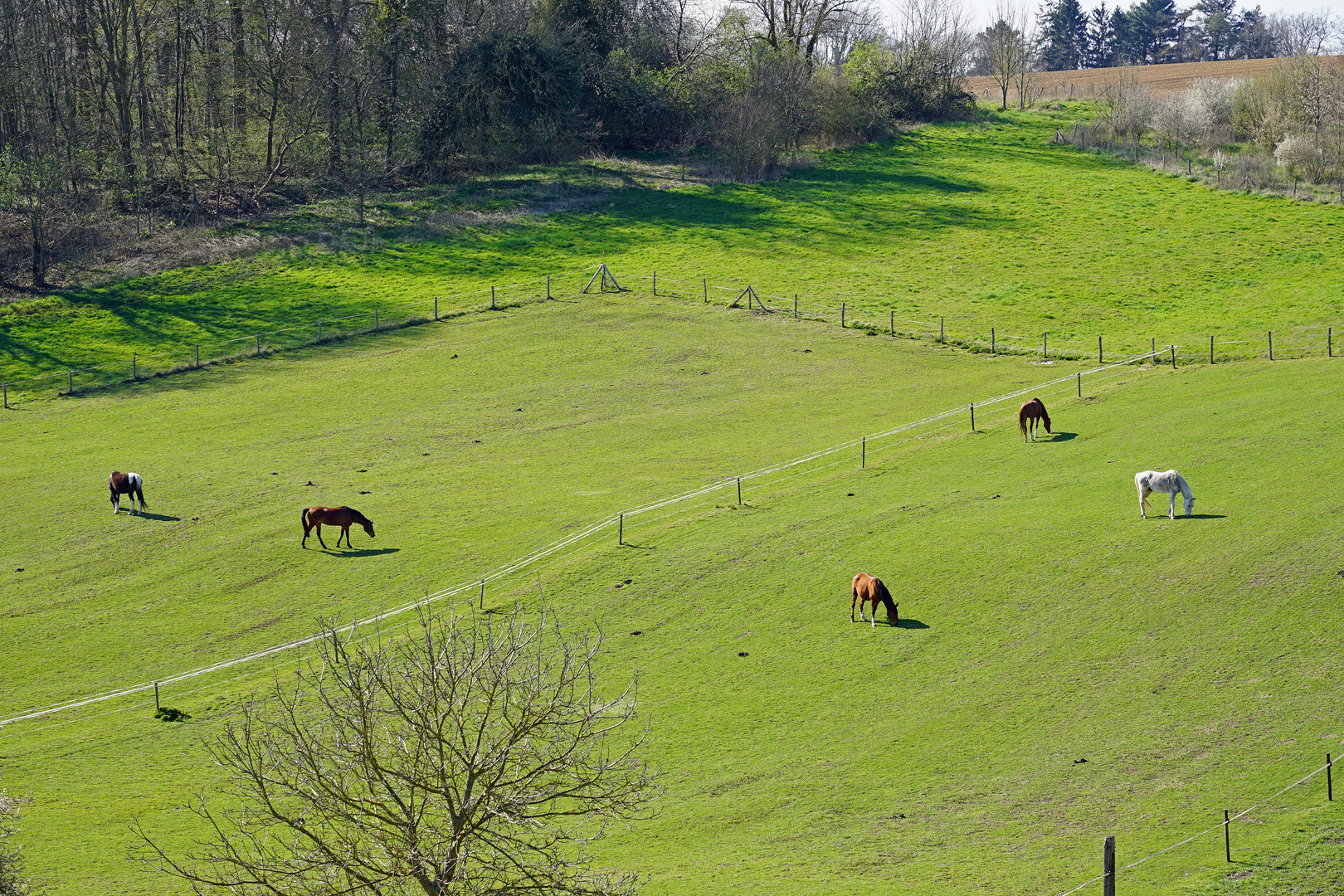 a pasture in april 