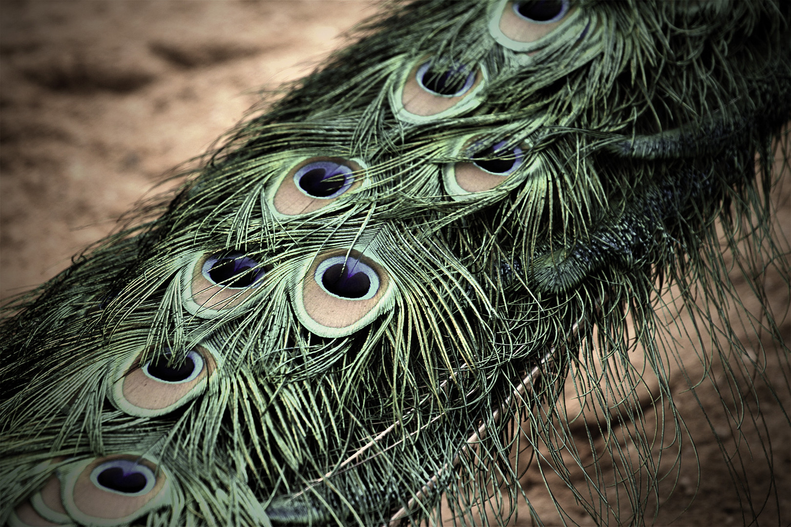 A peacock feather