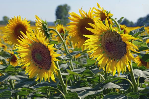 A peine nès , dejà assoiffés....