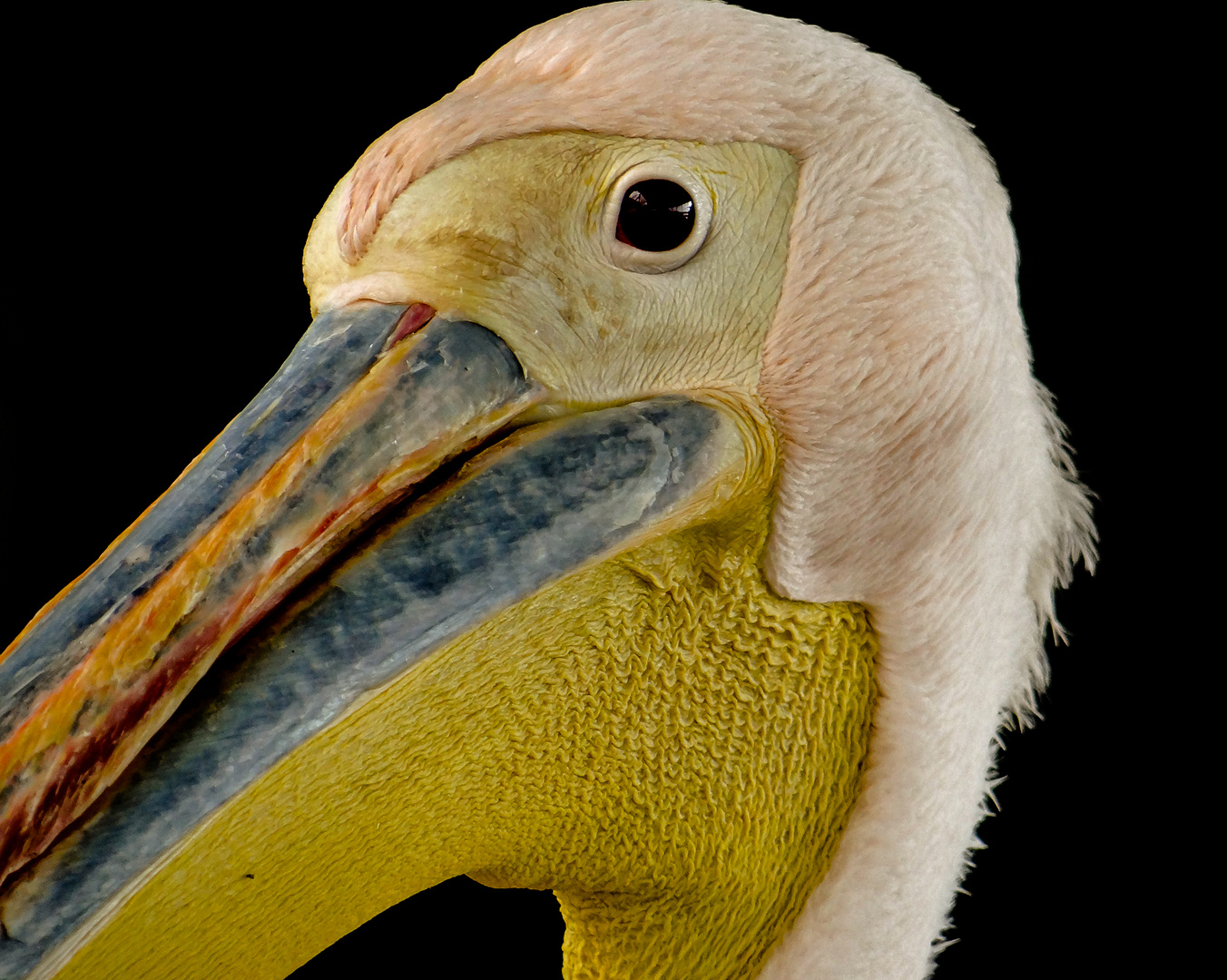 A pelican portrait