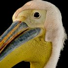 A pelican portrait